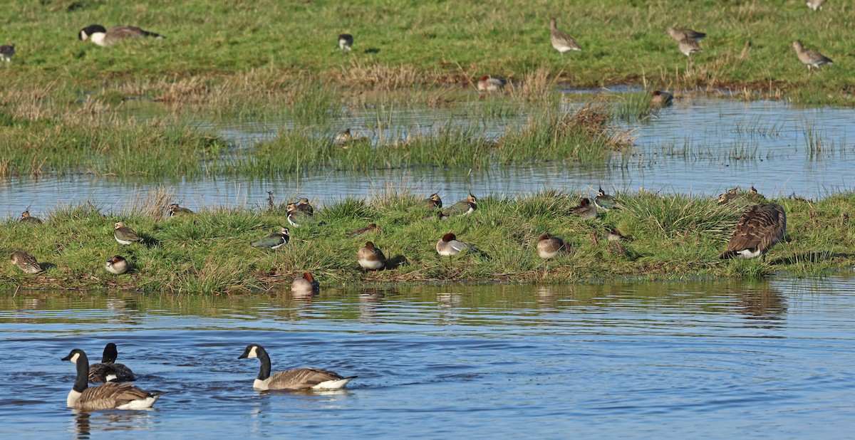 タゲリ - ML647848478