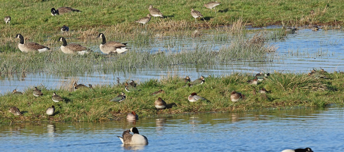 タゲリ - ML647848479