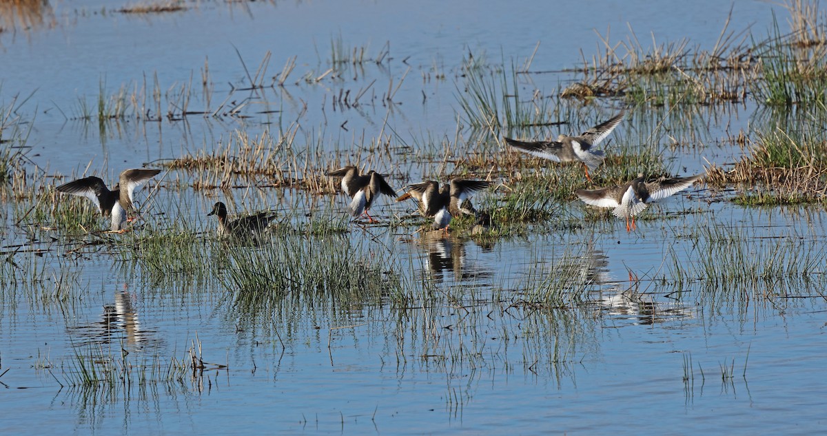 アカアシシギ - ML647848485