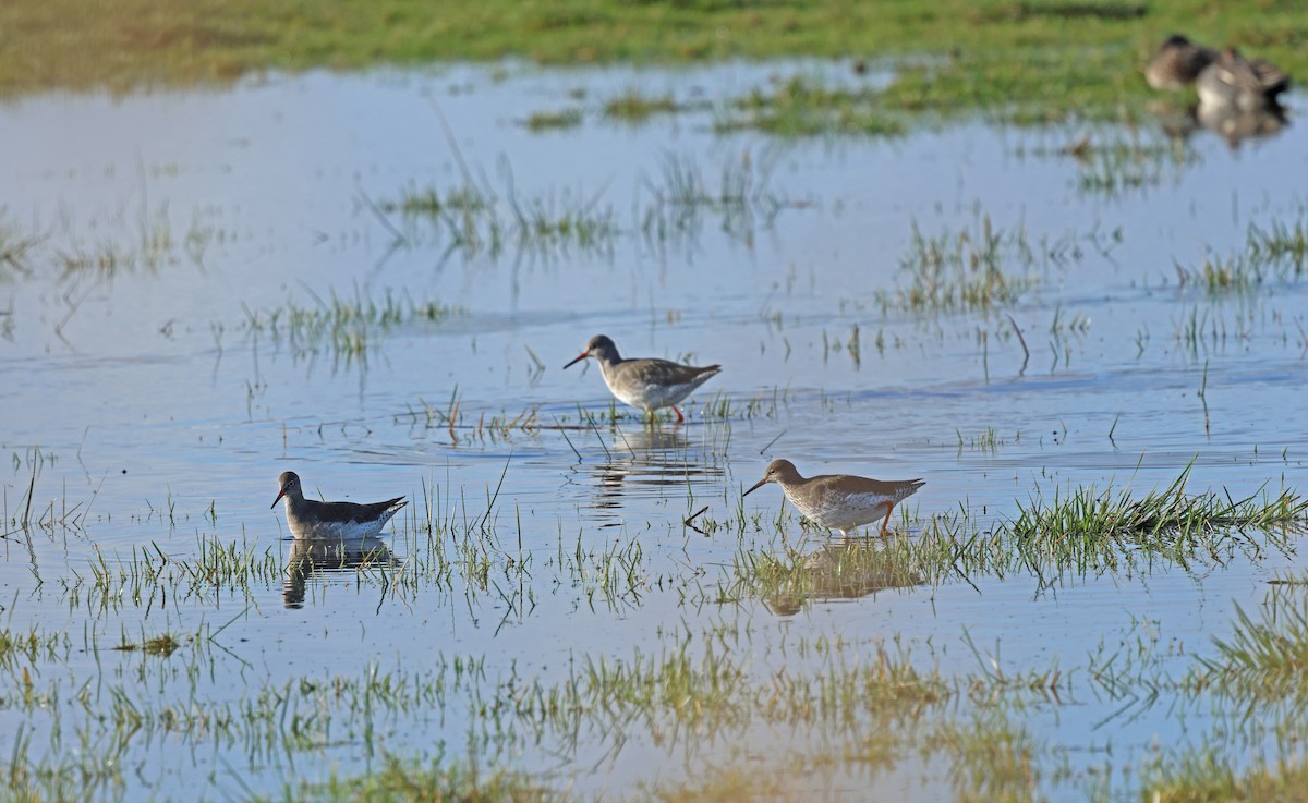 アカアシシギ - ML647848486