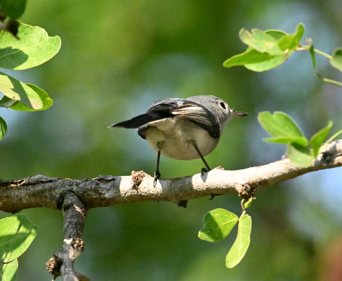 ブユムシクイ - ML647848494