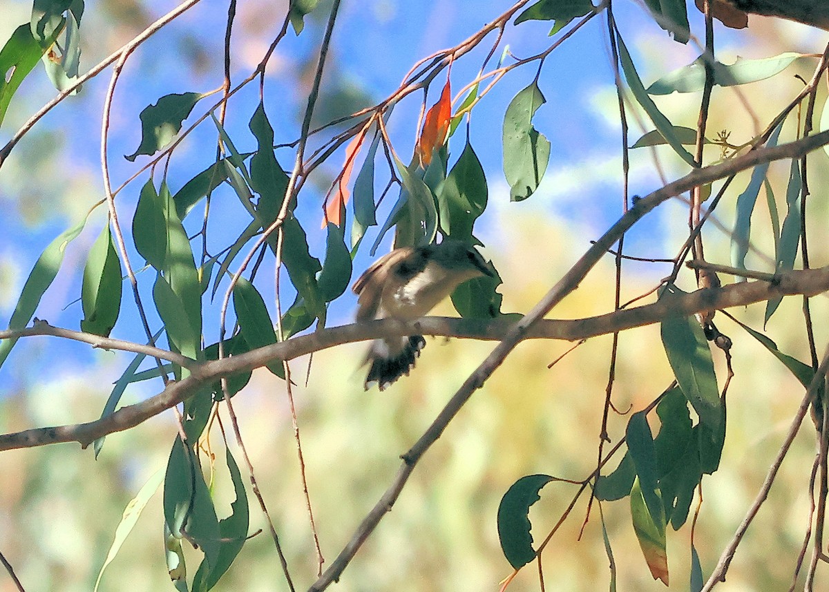 Western Gerygone - ML647848499