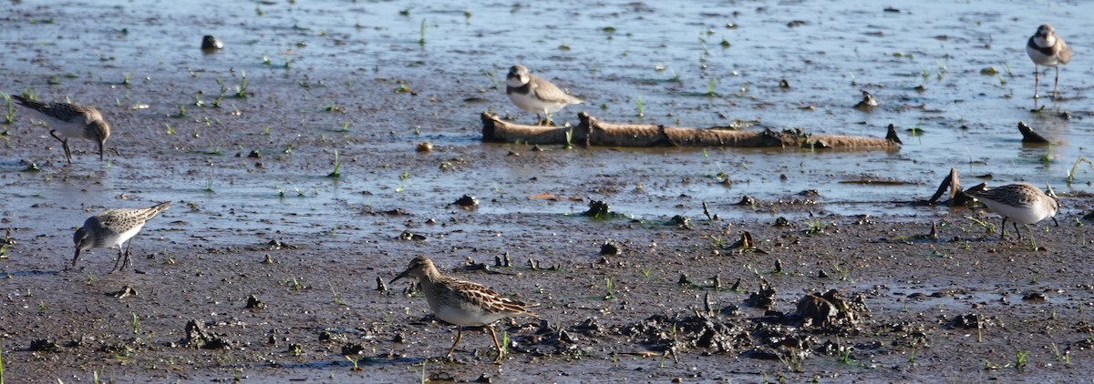 Semipalmated Sandpiper - ML647848503