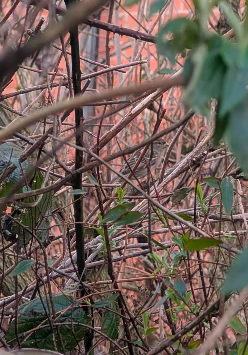 vrabec domácí - ML647848517