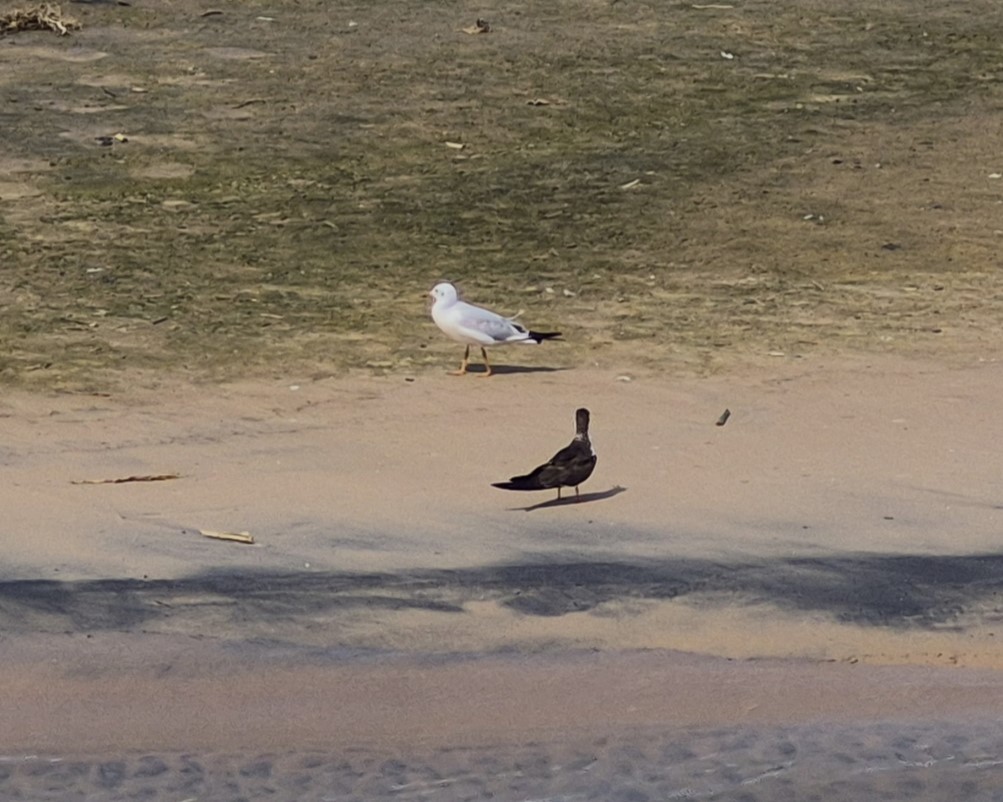 ズアオカモメ - ML647848521