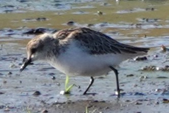 Semipalmated Sandpiper - ML647848522
