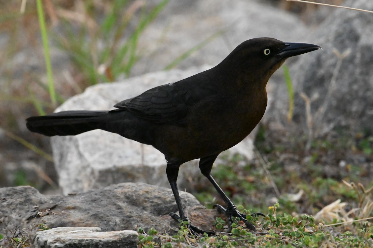 オナガクロムクドリモドキ - ML647848529