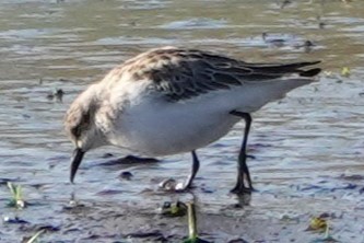 Semipalmated Sandpiper - ML647848532