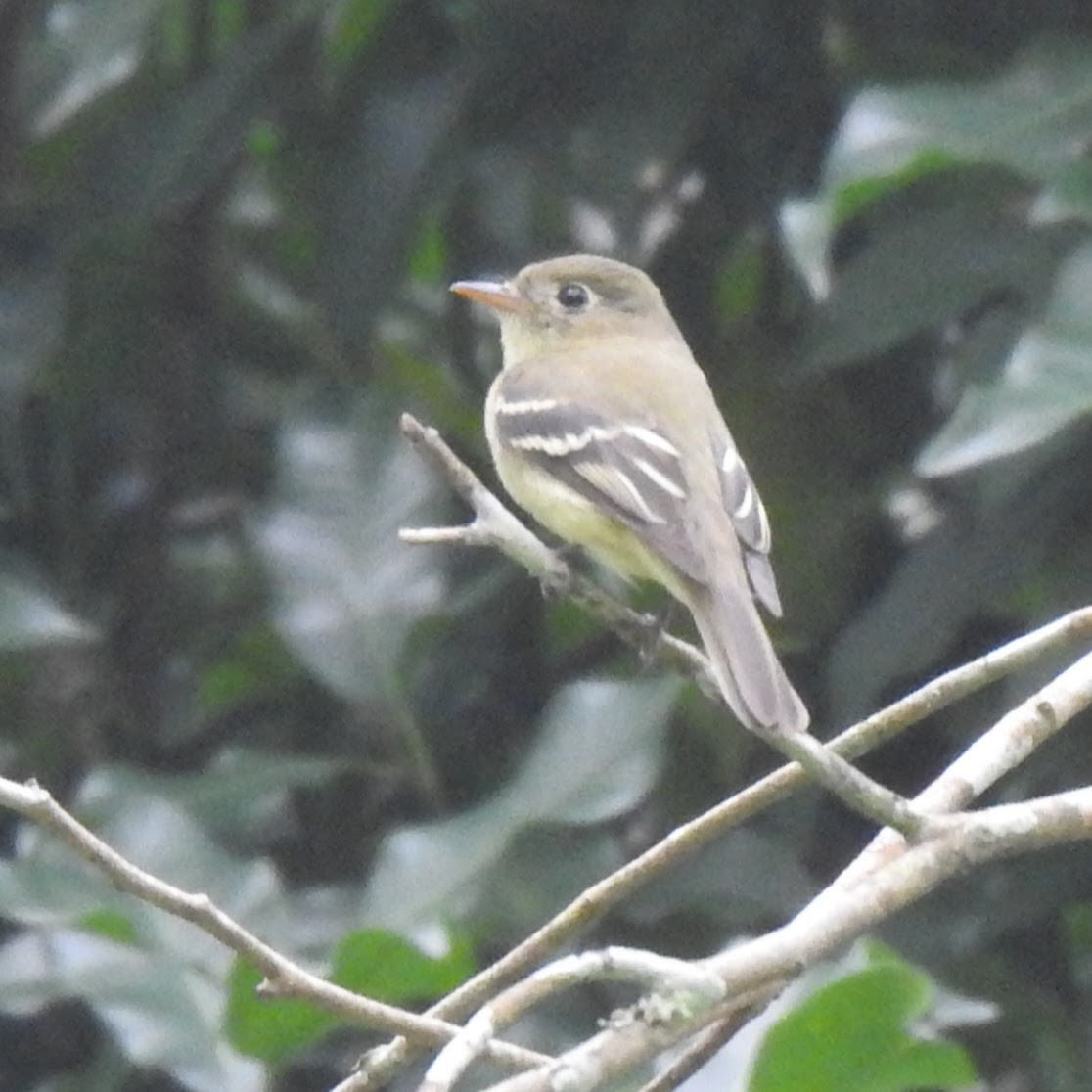 Yellow-bellied Flycatcher - ML647848538