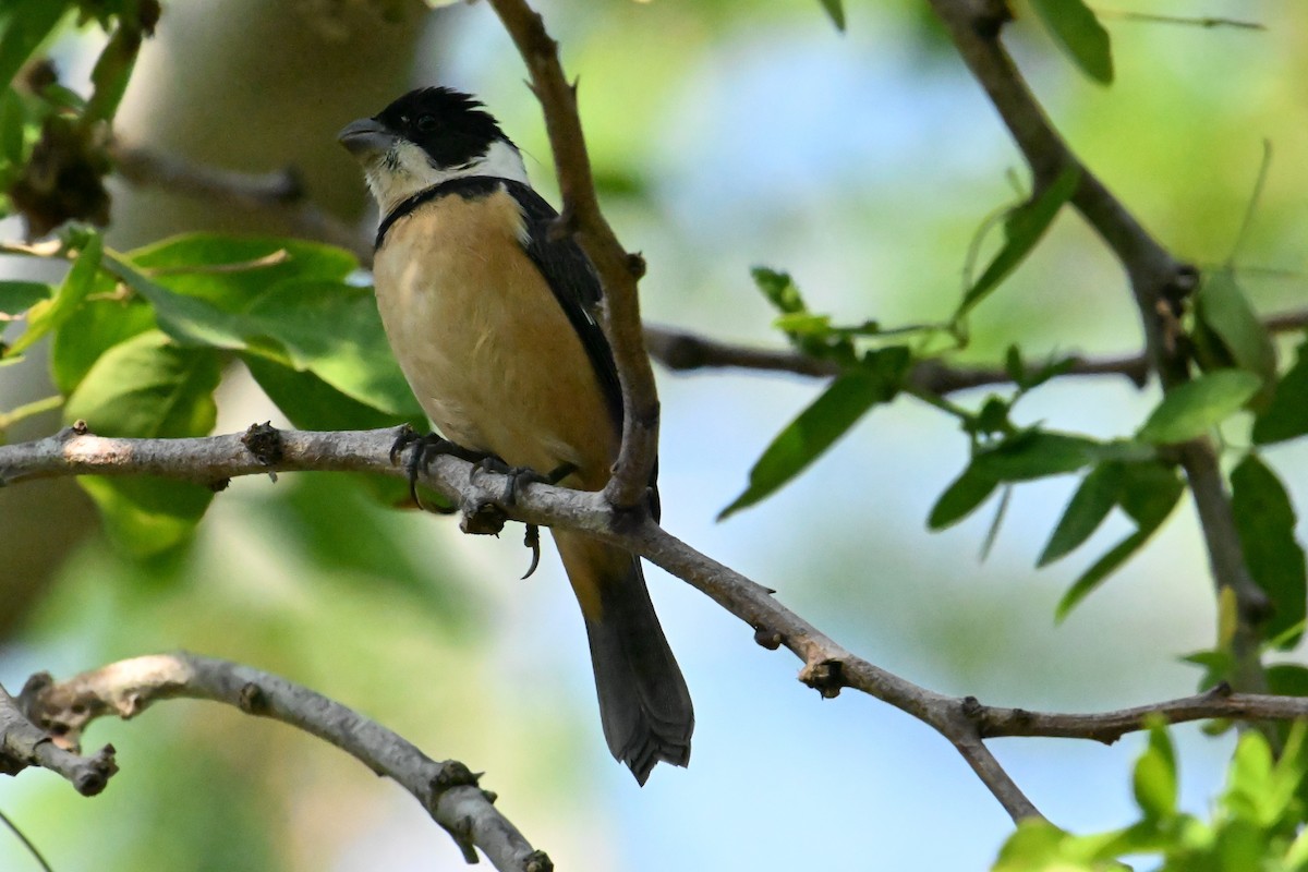 セアカシロエリヒメウソ - ML647848540