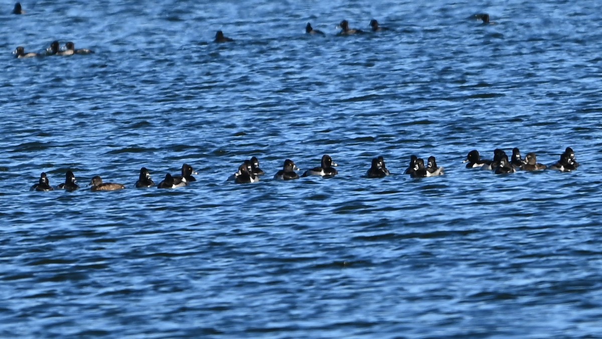 クビワキンクロ - ML647848543