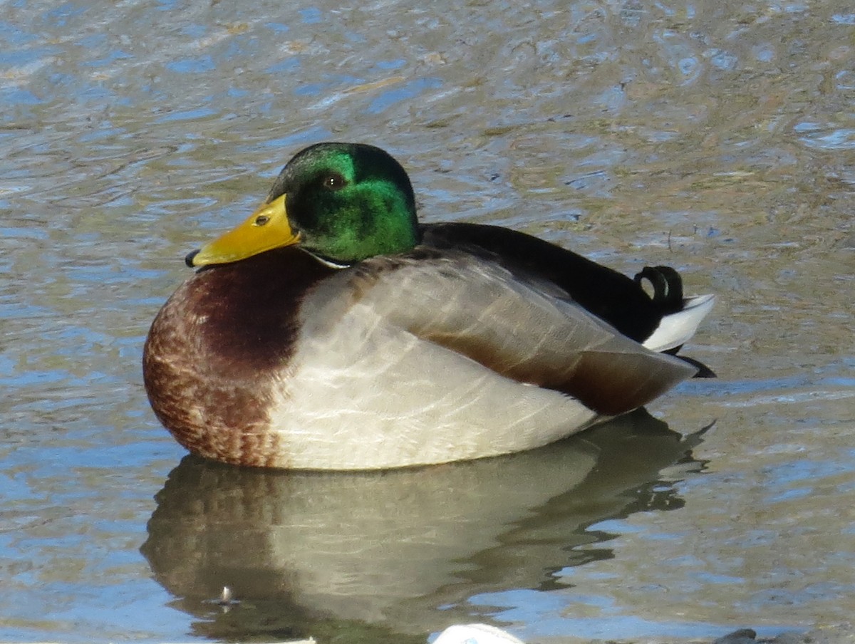 マガモ - ML647848547