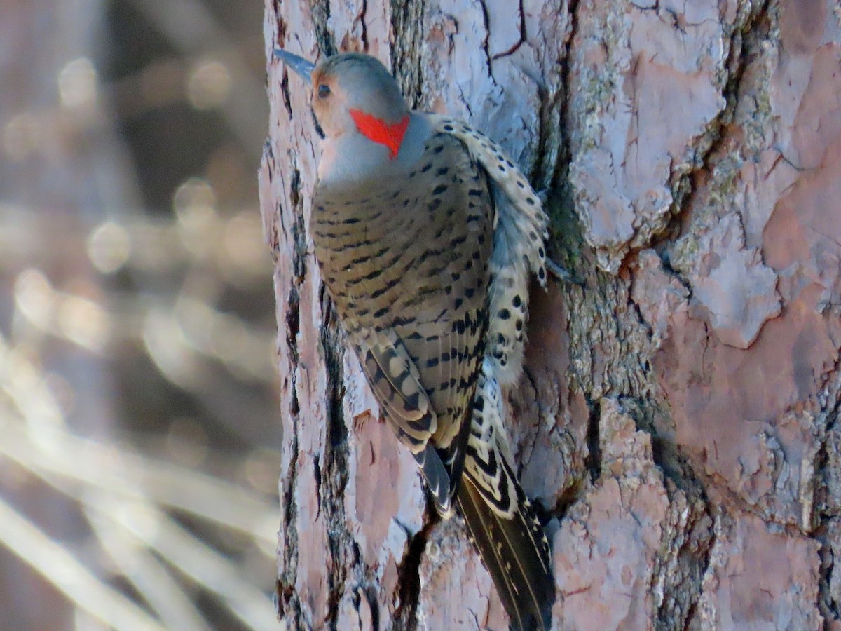 ハシボソキツツキ（auratus／luteus） - ML647848548