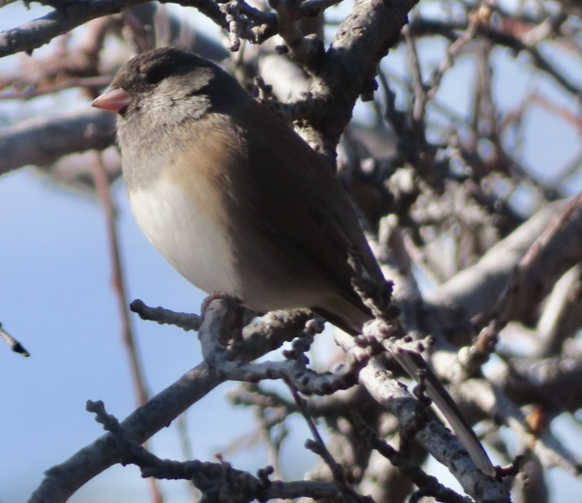 ユキヒメドリ - ML647848549