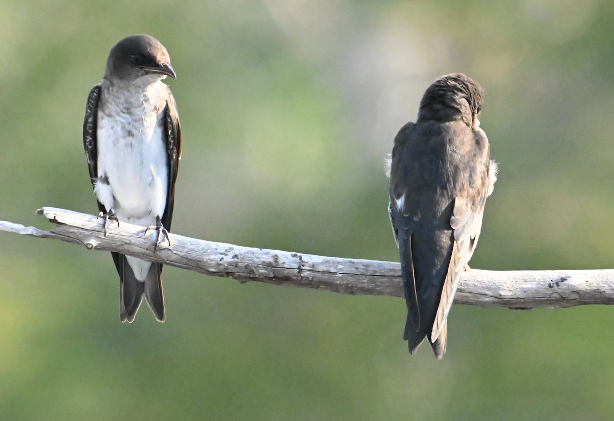 ハイムネムラサキツバメ - ML647848550