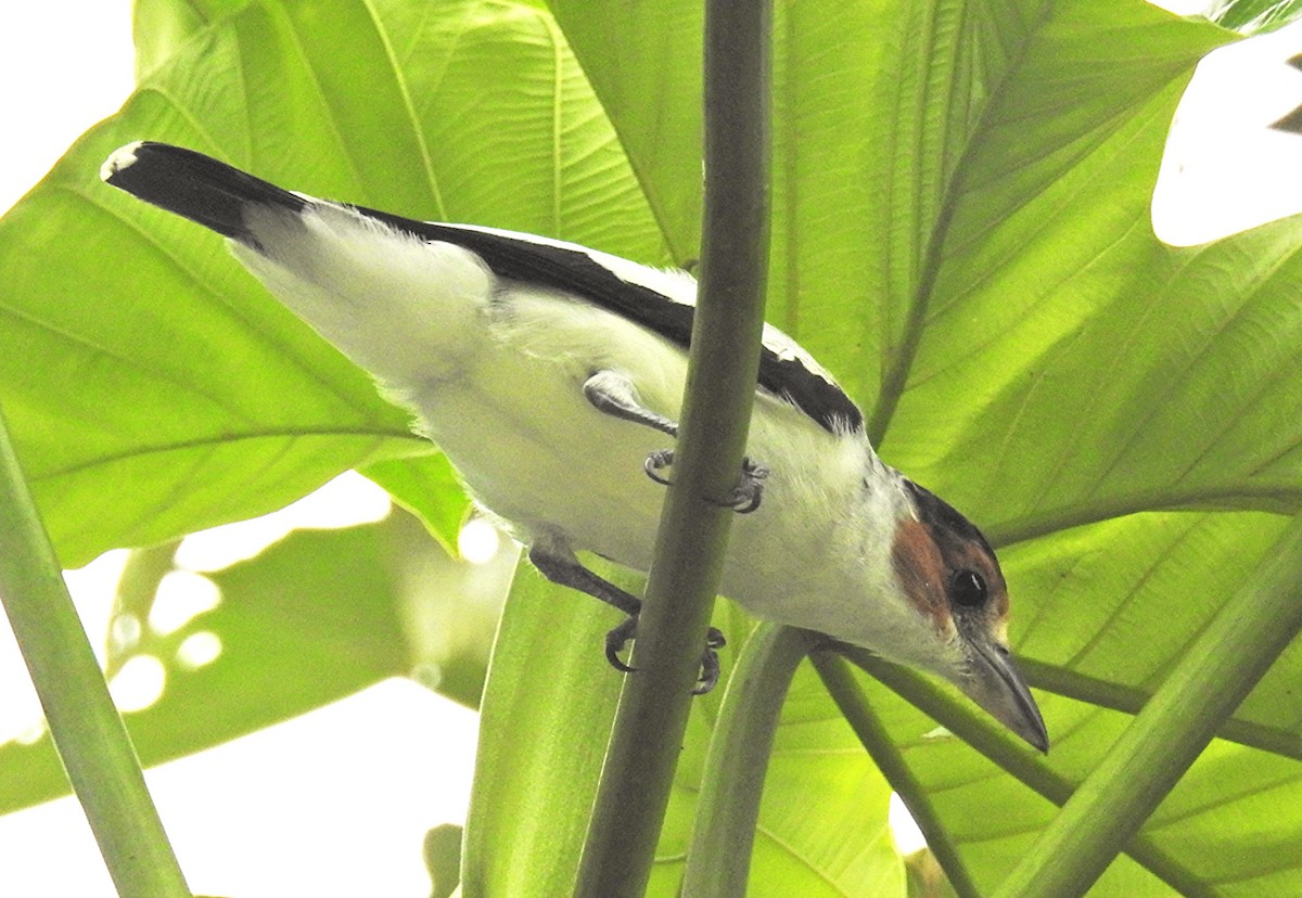 ズグロハグロドリ - ML647848552