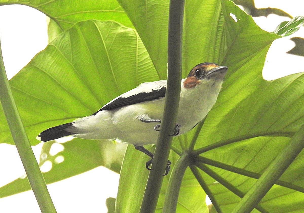 ズグロハグロドリ - ML647848553