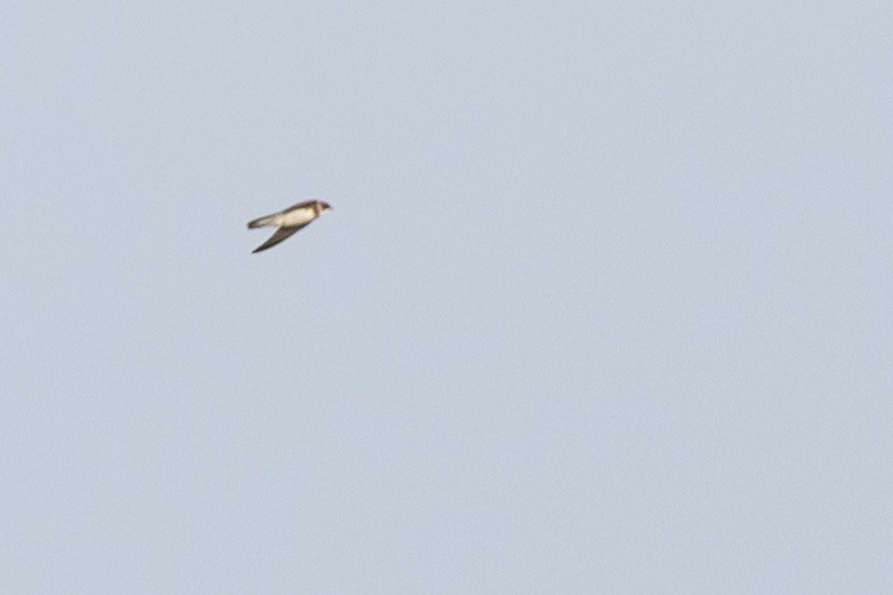 ショウドウツバメ - ML647848554