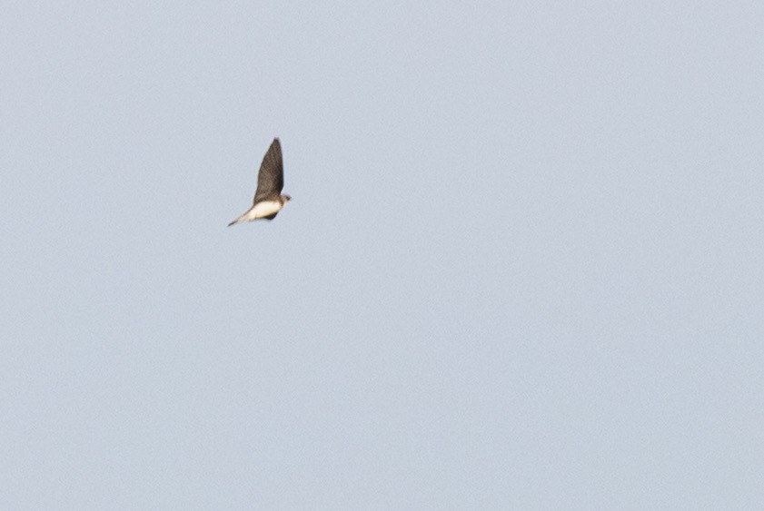 ショウドウツバメ - ML647848555