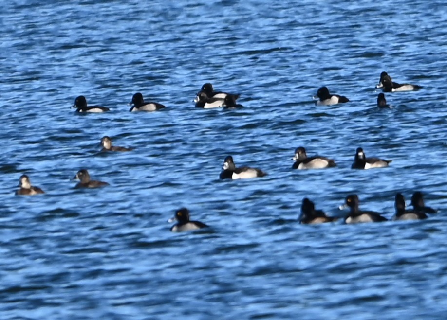 クビワキンクロ - ML647848556