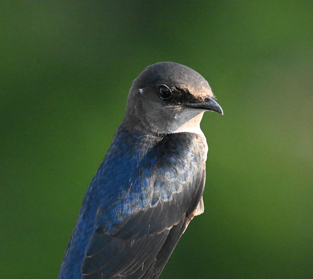 ハイムネムラサキツバメ - ML647848559