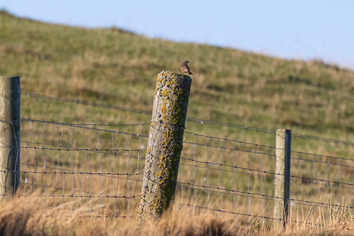 ニシヨーロッパタヒバリ - ML647848560