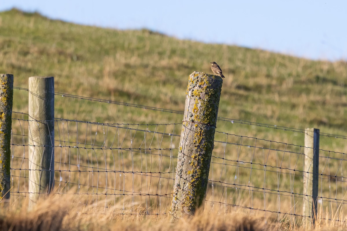 ニシヨーロッパタヒバリ - ML647848561