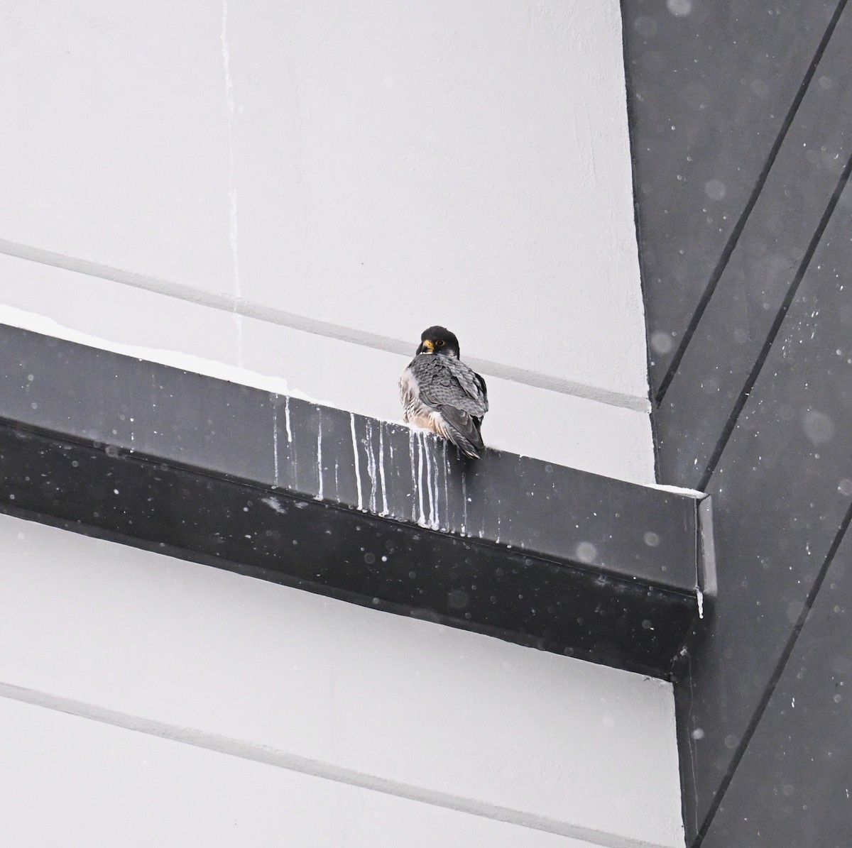 ハヤブサ - ML647848565