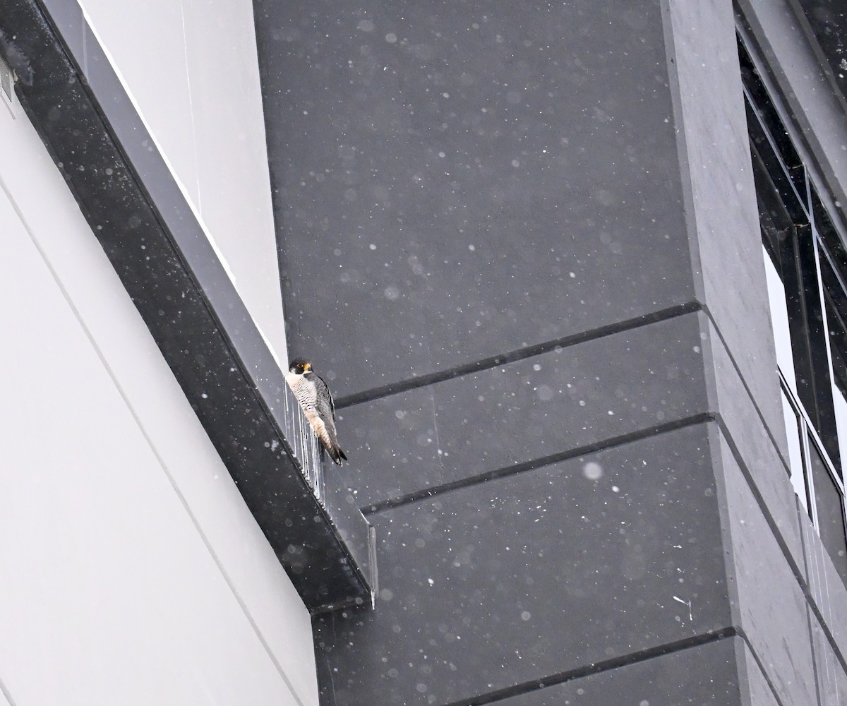 ハヤブサ - ML647848566