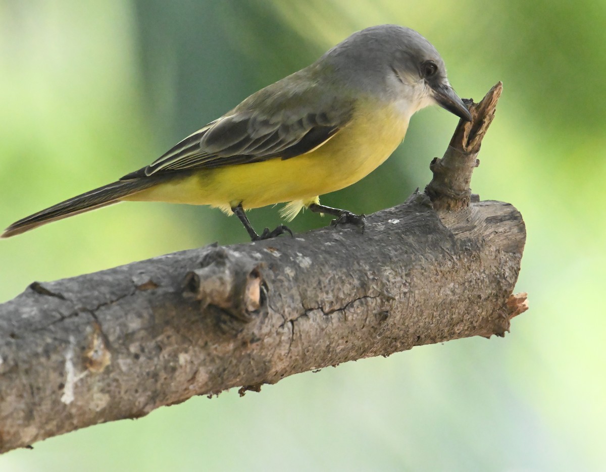 オリーブタイランチョウ - ML647848567