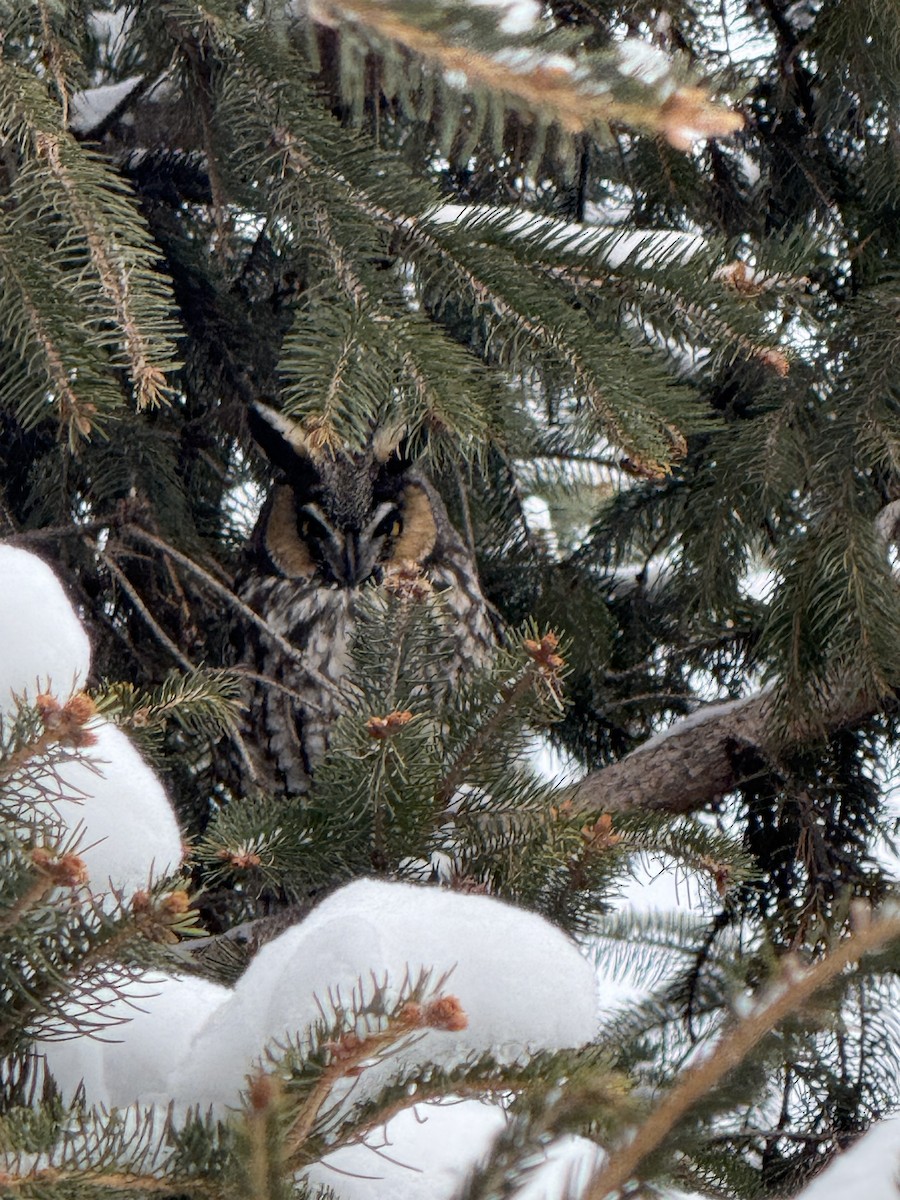 トラフズク - ML647848569