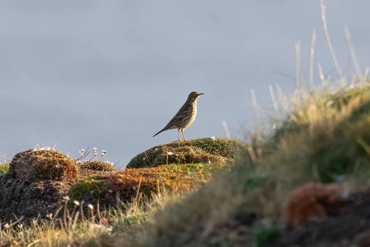 マキバタヒバリ - ML647848570