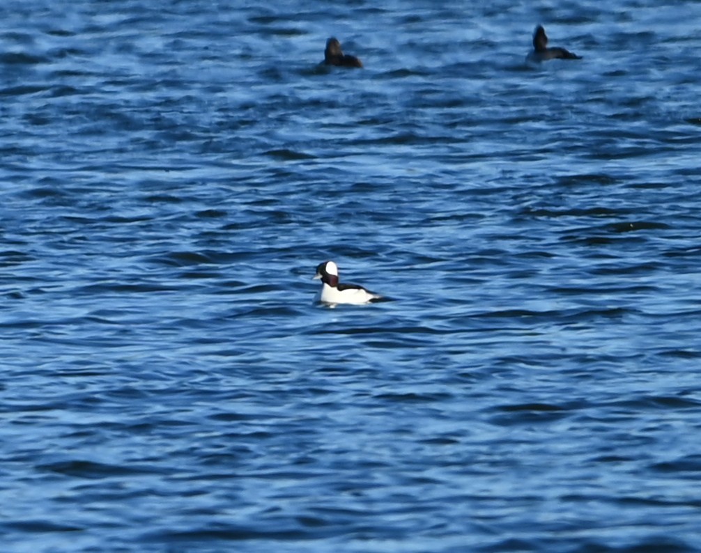 ヒメハジロ - ML647848571