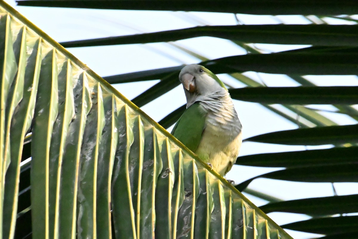 Калита сіроволий - ML647848578