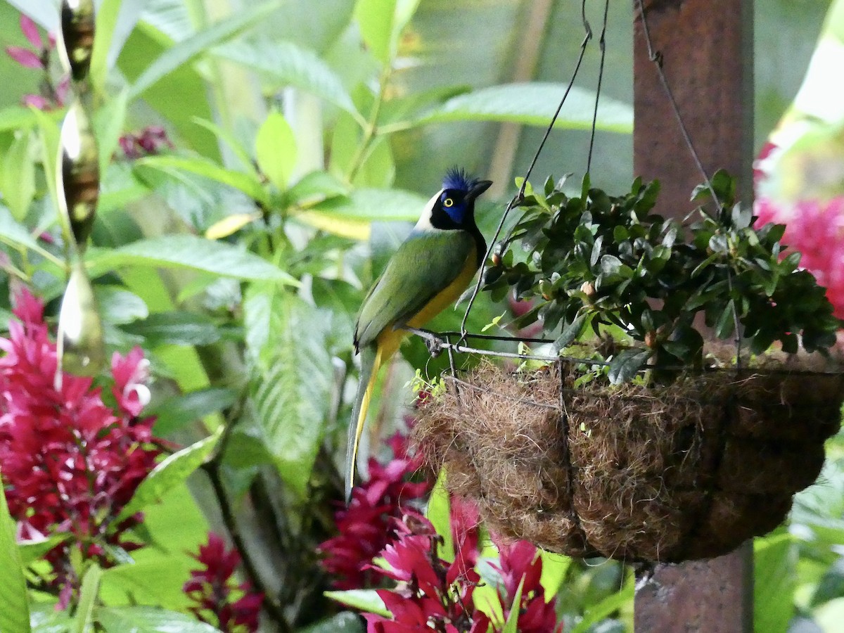 Green Jay - ML647848593