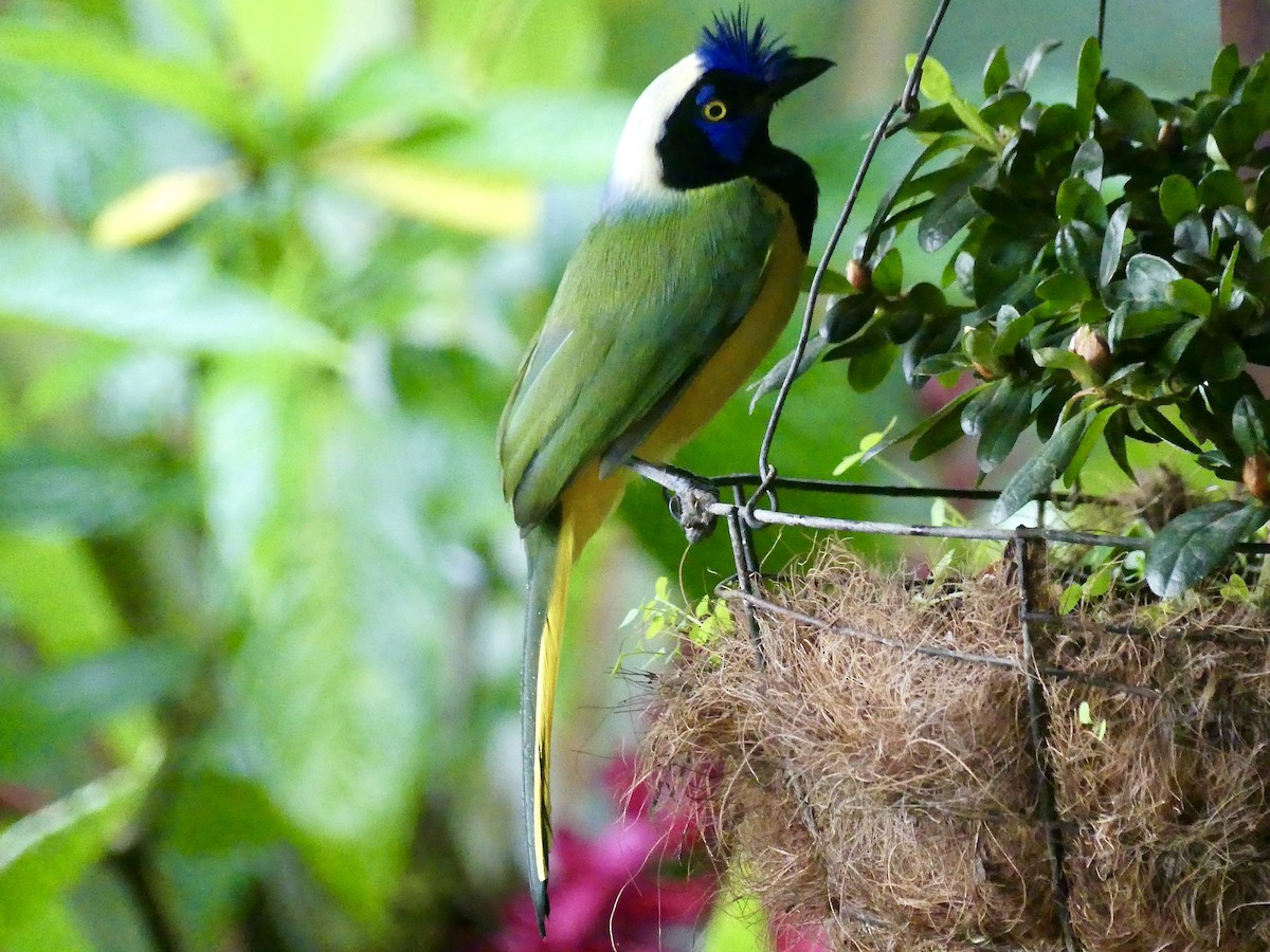 Green Jay - ML647848597