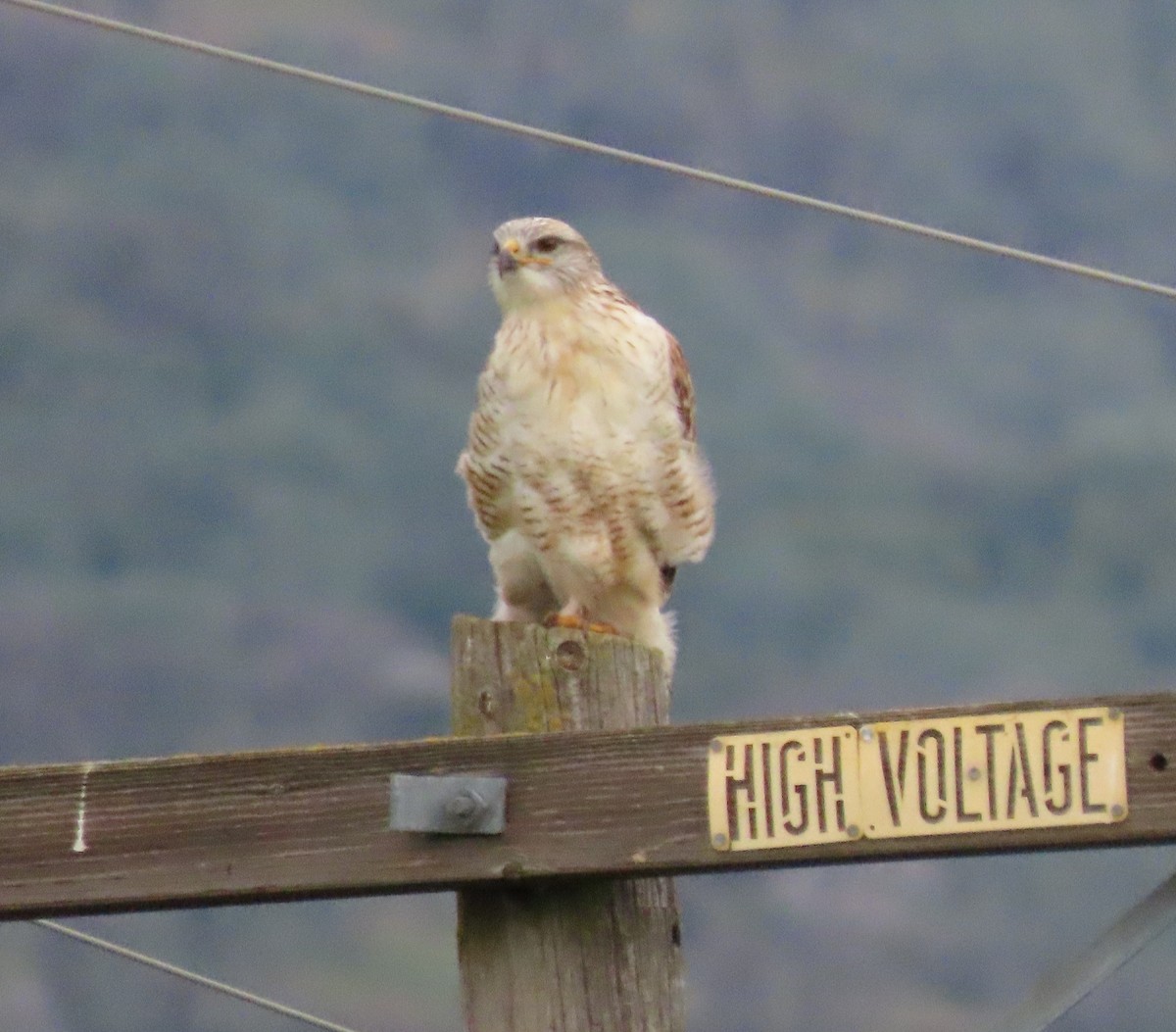 kongevåk - ML647848599