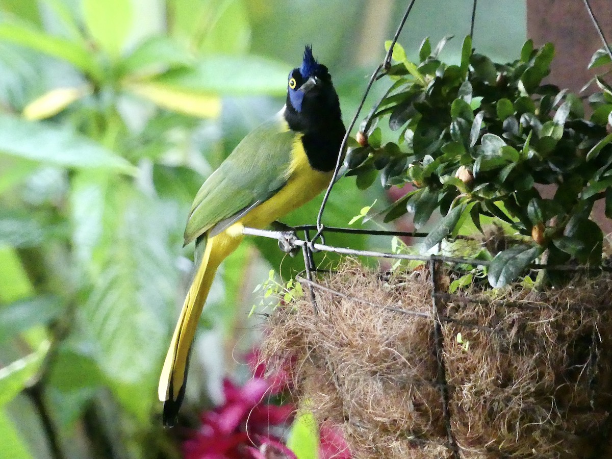 Green Jay - ML647848604