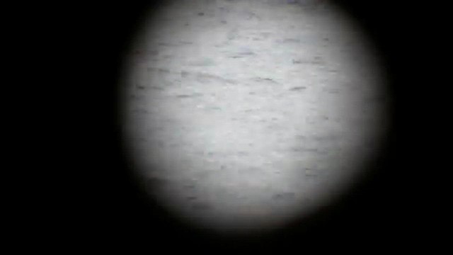 Black Guillemot - ML647848666