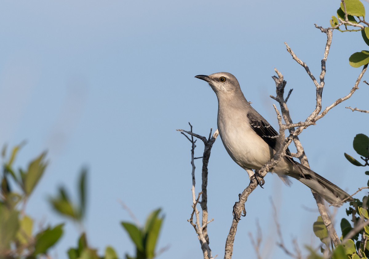 Tropikal Taklitçi (gracilis/leucophaeus) - ML647848704