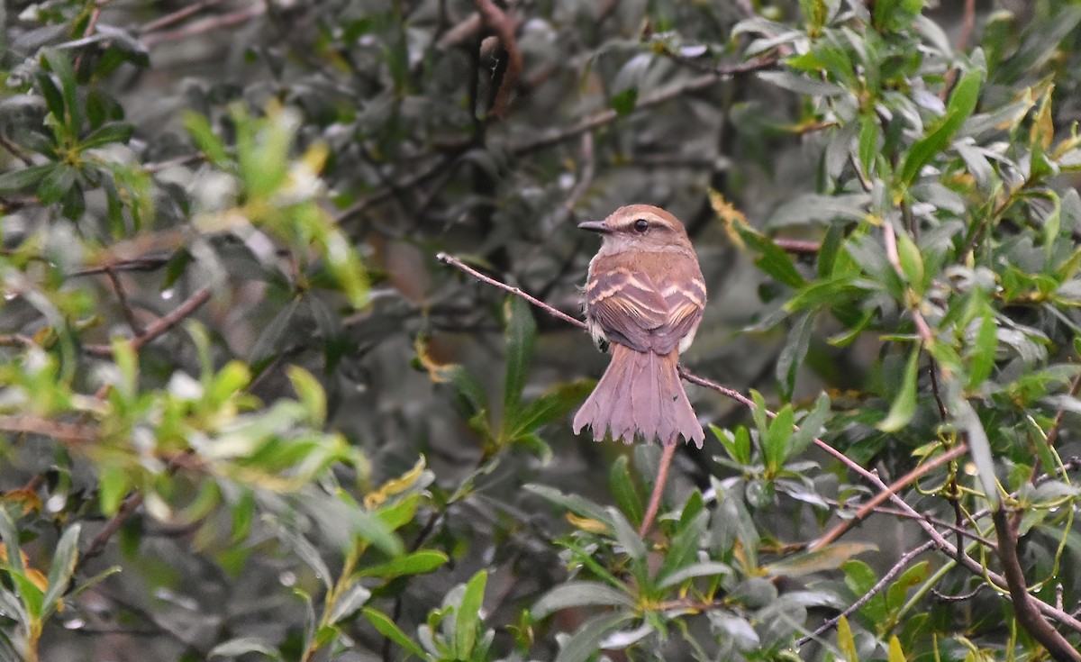 Augenstreif-Schnäppertyrann - ML647848749