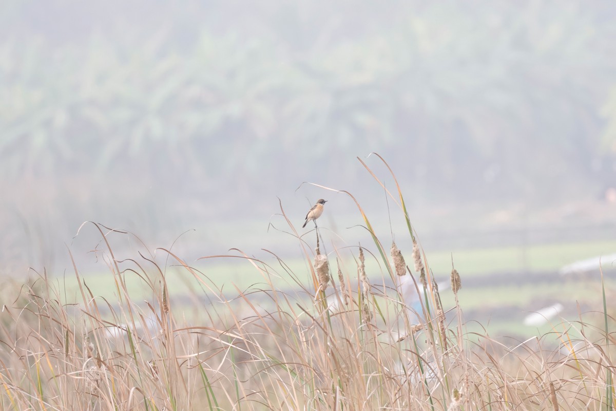 Siberian Stonechat - ML647848755