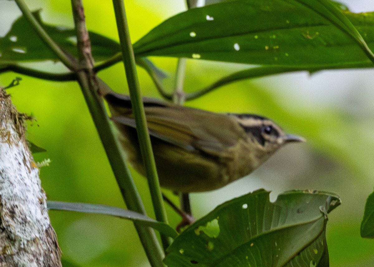Three-striped Warbler - ML647848771