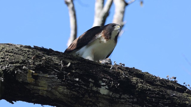 Short-tailed Hawk - ML647848805