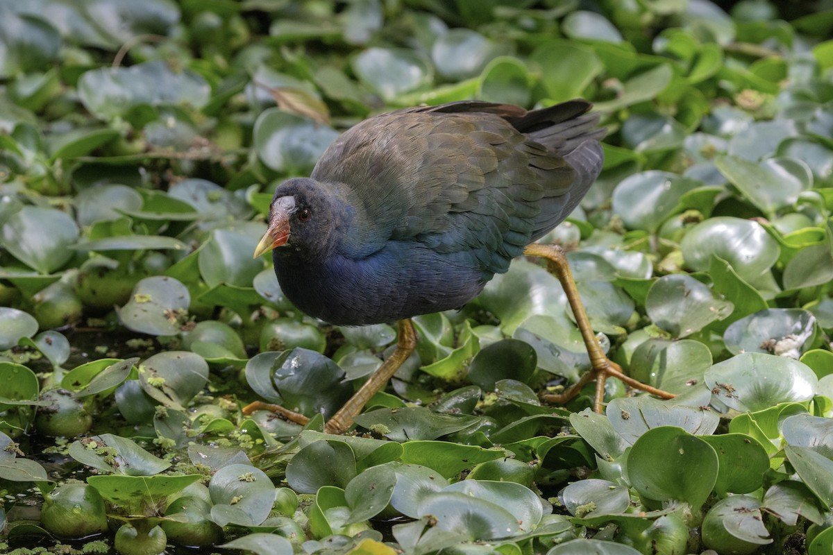 Uroilo urdin amerikarra - ML647848810