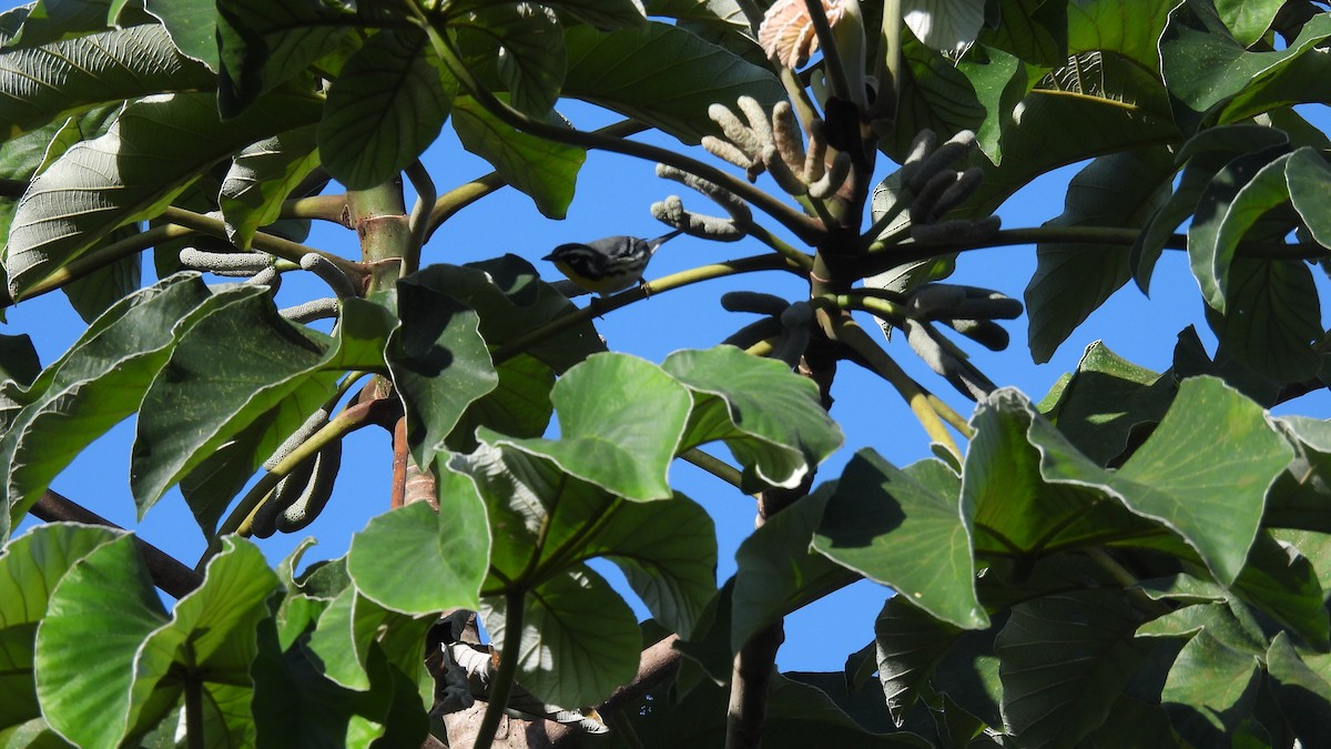 Yellow-throated Warbler - ML647848811