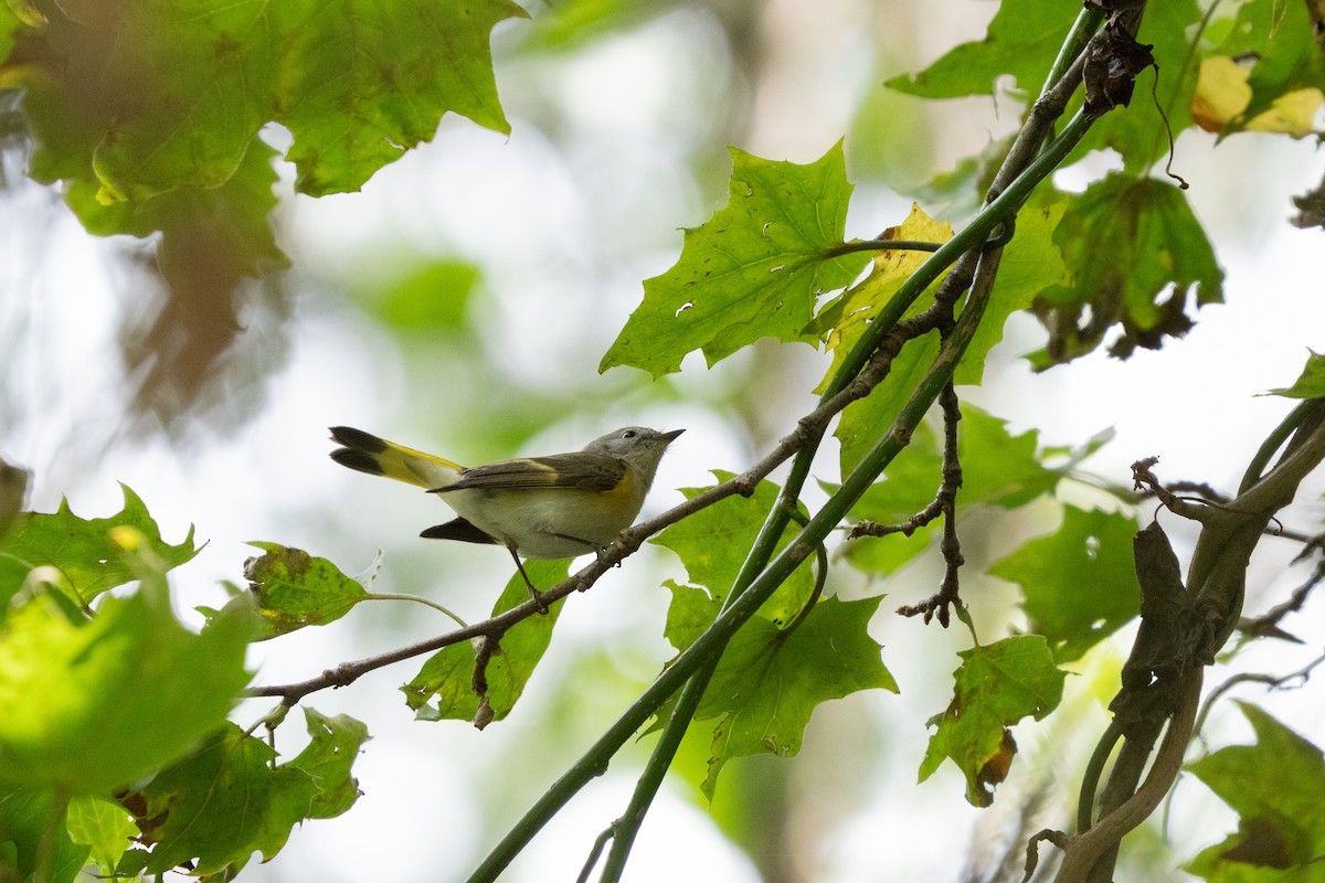 סבכון חכלילי - ML647848859