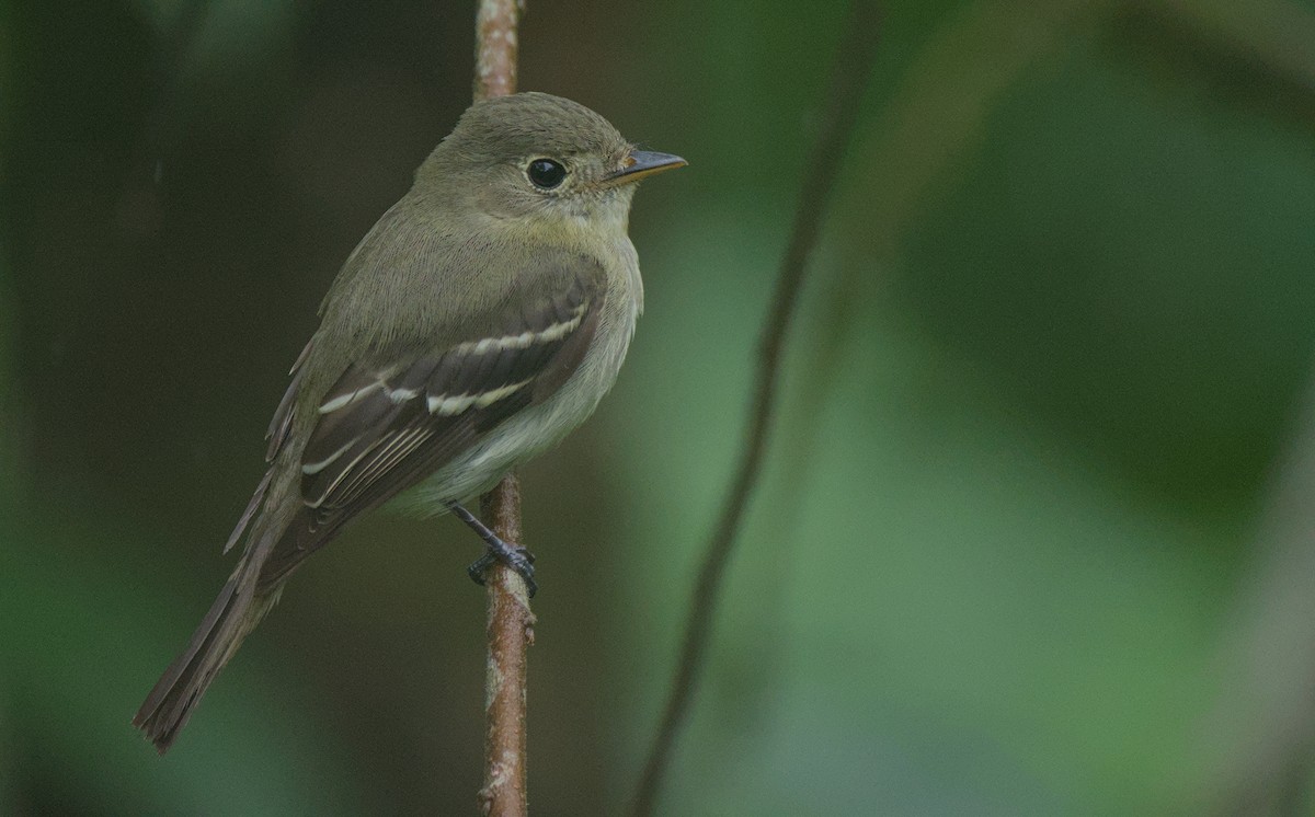 Yellow-bellied Flycatcher - ML647848860
