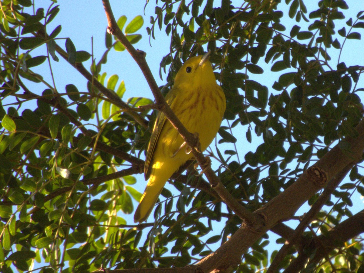 Northern Yellow Warbler - ML647848865