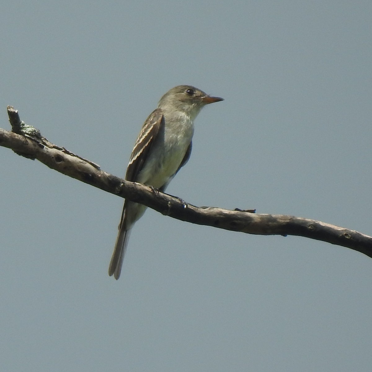 Eastern Wood-Pewee - ML647848875